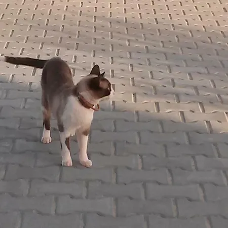 Casa Natura 招待所 马林堡