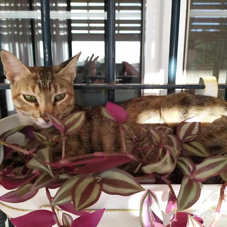 Casa Natura Vendégház 4*